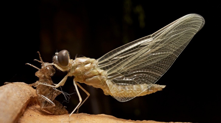 Metamorphosis