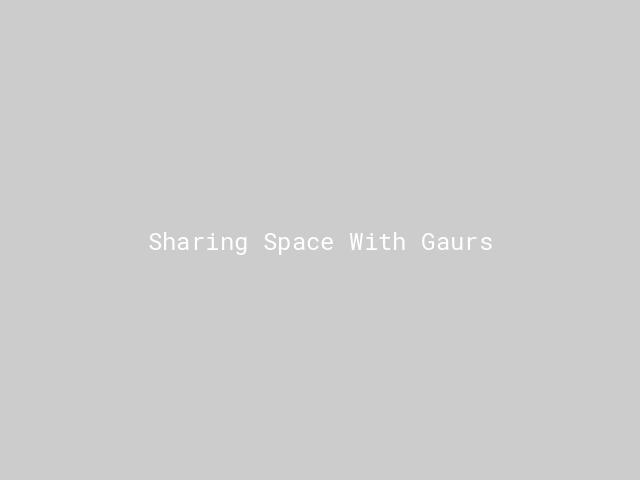 Sharing Space With Gaurs | Nature inFocus