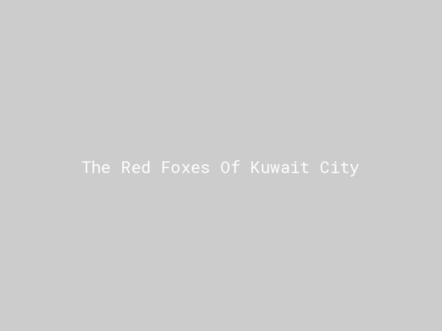 The Red Foxes Of Kuwait City | Nature inFocus
