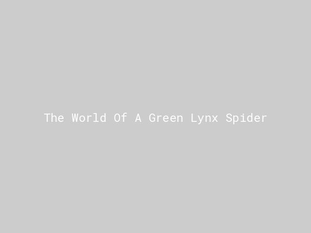 The World Of A Green Lynx Spider | Nature inFocus