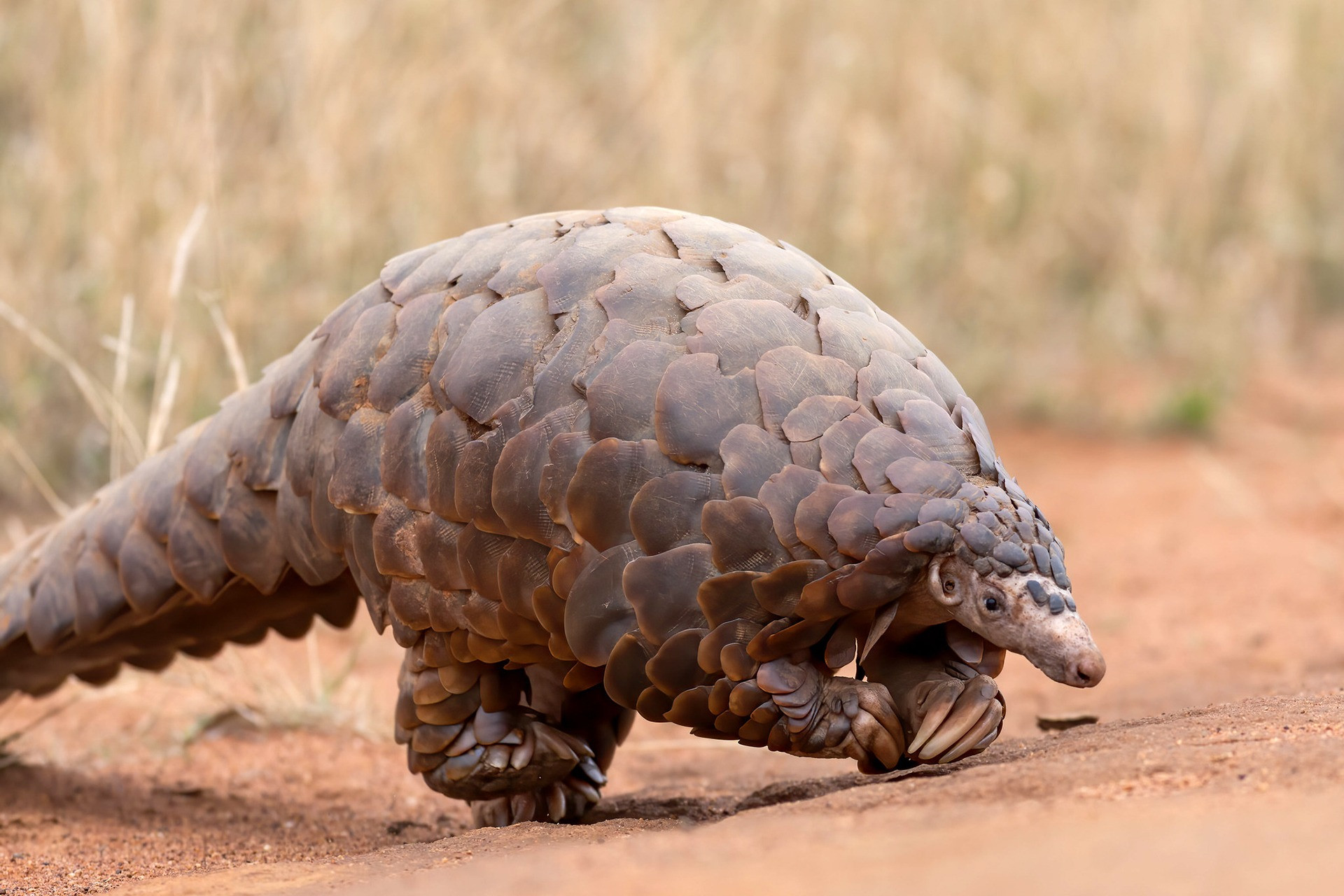 Pangolin Scales Officially Banned From Chinese Medicine