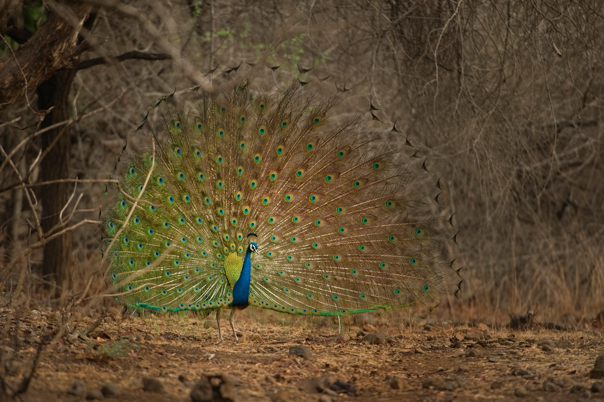 New Report Finds That 101 Indian Bird Species Require Immediate Attention