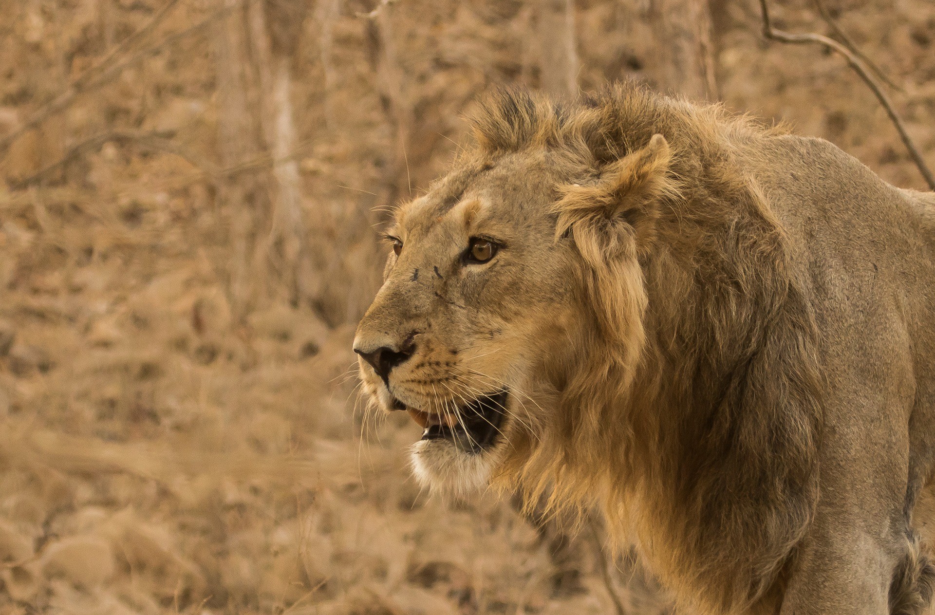 Madhya Pradesh wants the lion’s share