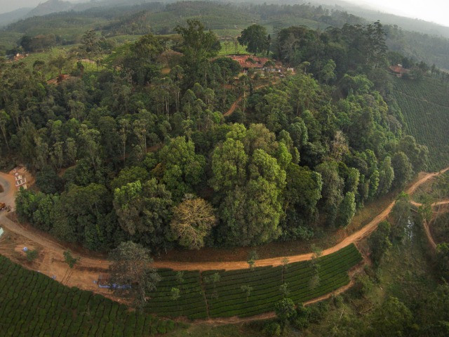 Restoring Rainforests In The Anamalai Hills