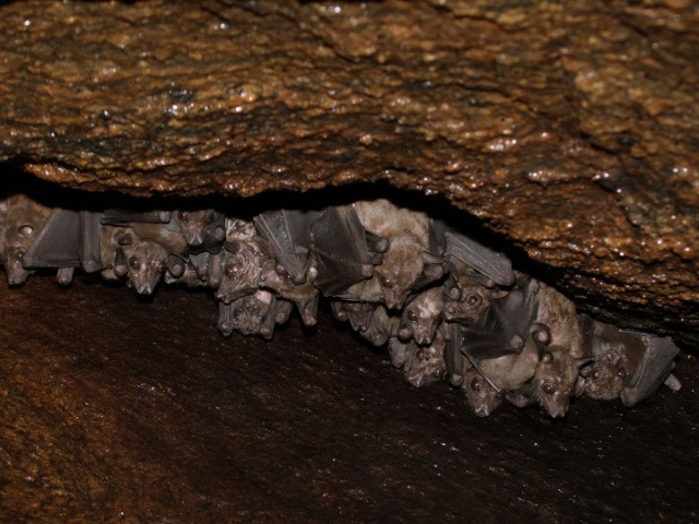 In Search of Salim Ali's Fruit Bat