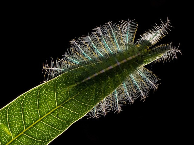 The Perilous Life Of A Common Baron Caterpillar