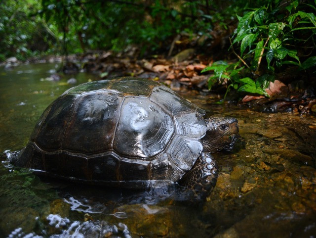 Can Our Turtles Champion Freshwater Conservation?