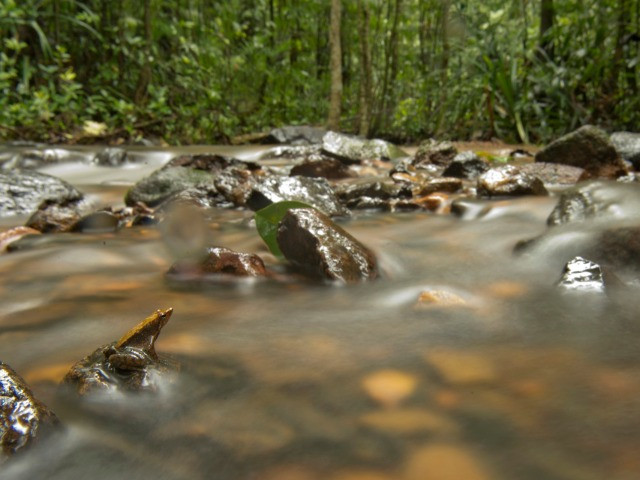 The Foot-Flagging Frogs Of The Western Ghats