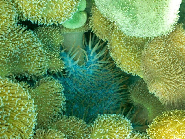 The Neglected Realm Of Soft Corals
