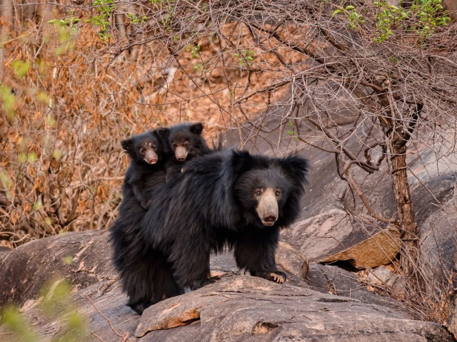 10 Things You Need To Know About Sloth Bears