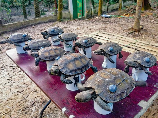 Rewilding The Asian Giant Tortoise In Bangladesh