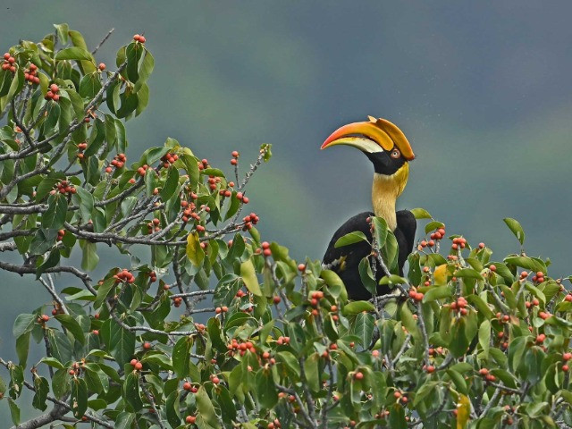 In Search Of Hornbill Nests In The Anamalai Hills