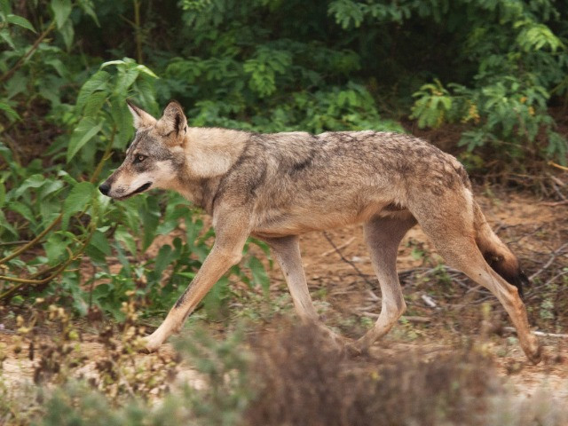 Tracking The Wolves Of Kailadevi Wildlife Sanctuary