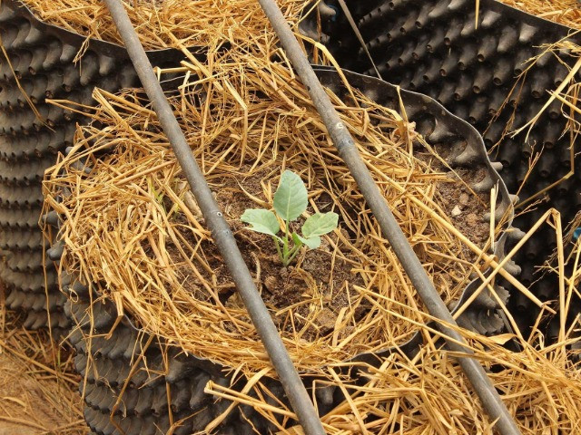The Essential Science Of Soil Biodiversity