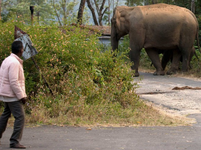 The Elephant In The Road