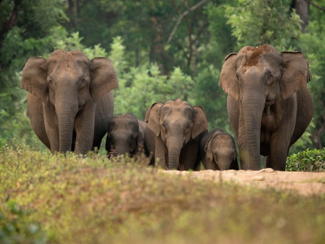 Sharing A Home With The Gentle Giants
