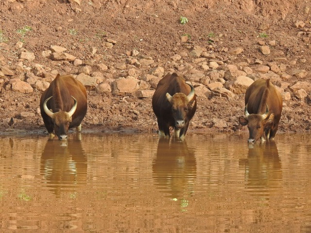 Satpura Tiger Reserve: The Wild Heart Of Madhya Pradesh