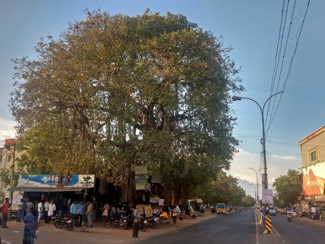 A Stop By The Banyan Tree