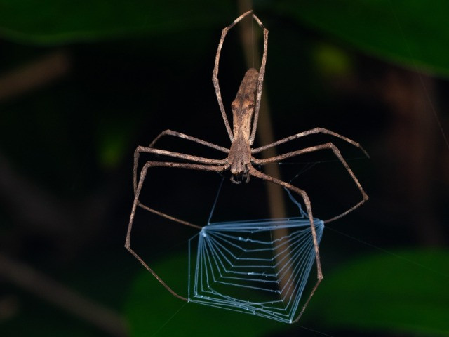 The Extraordinary Tricks Of Spiders