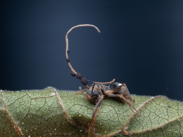 The Mysterious Ways Of The Zombie Fungi