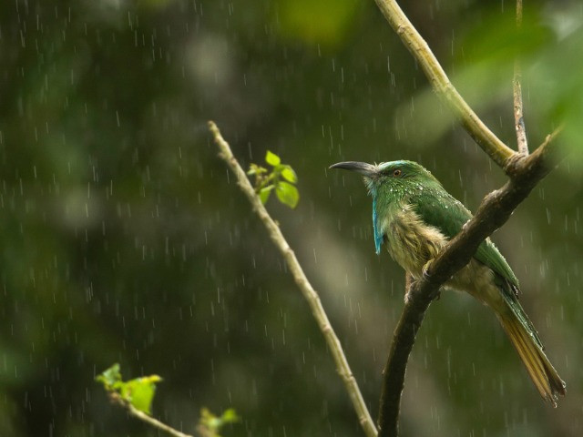 14 Species That Spell The Arrival Of Monsoon