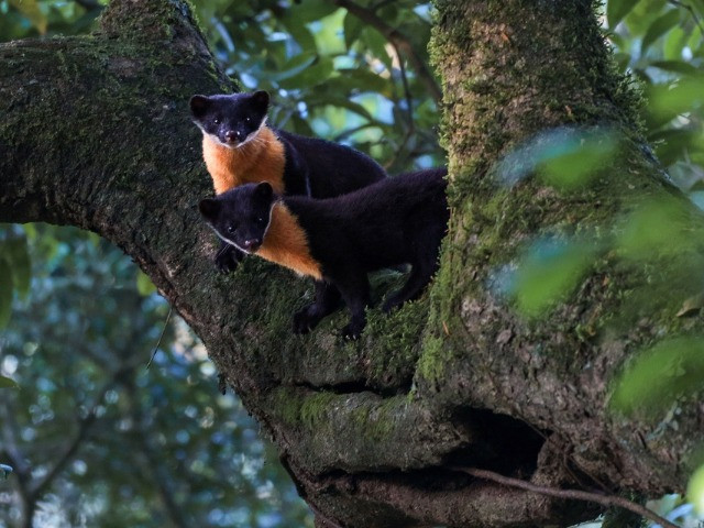 In Search of Nilgiri Marten