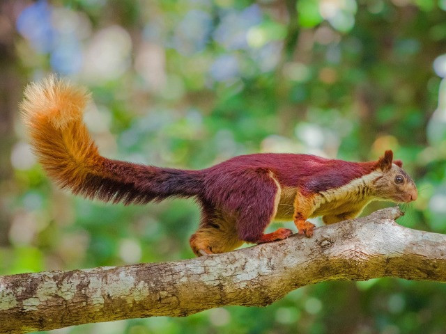 The Giant Squirrels Of India
