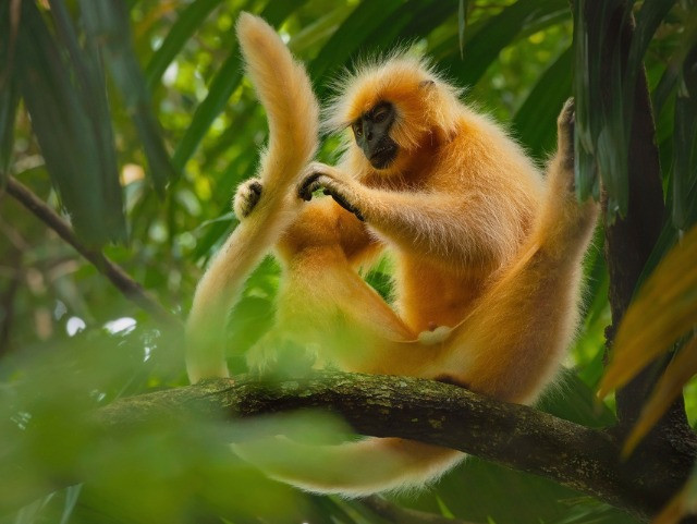 Seven Of India's Primate Species Are In Danger
