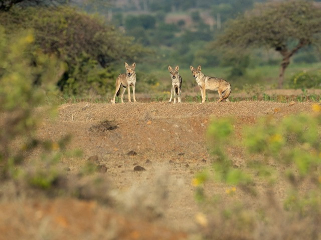 Restoring Grassland Commons in Maharashtra