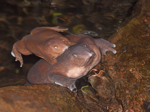 The Purple Frog Mystery