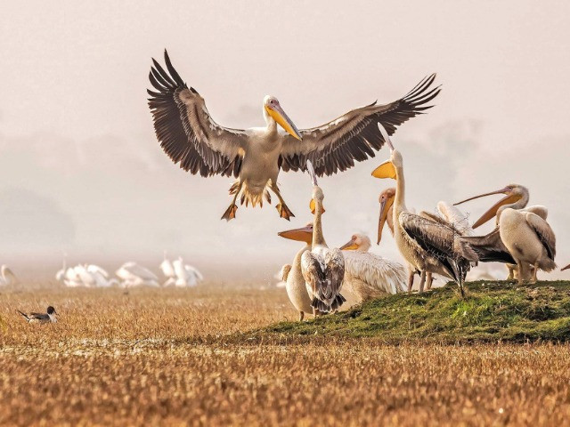 A Virtual Tour Of Bharatpur Bird Sanctuary