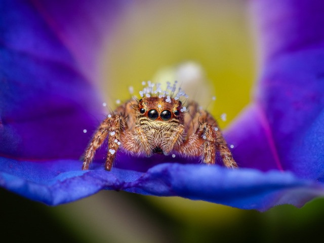 The Spectacular World Of Macro Photography