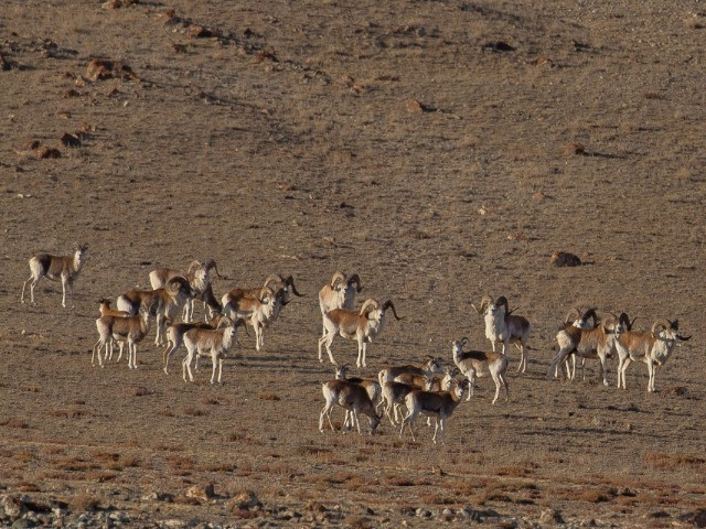 A Wild Sheep Chase