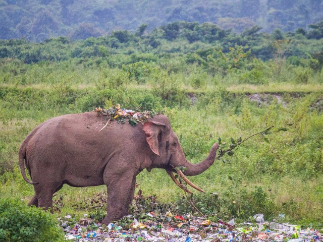Plastics Found In Elephant Dung Sets Alarm Bells Ringing