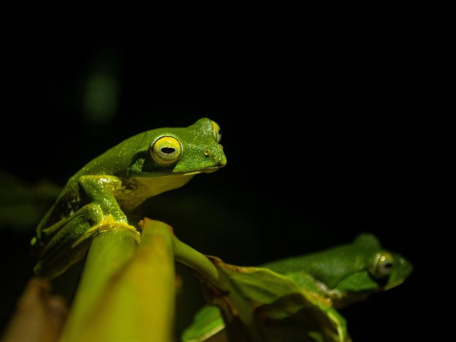 The Resurgence Of The Anaimalai Flying Frog