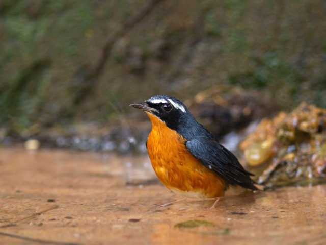 The Winged Visitors Of Pondicherry