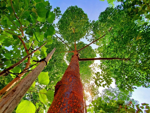 Can We Grow Urban Forests?