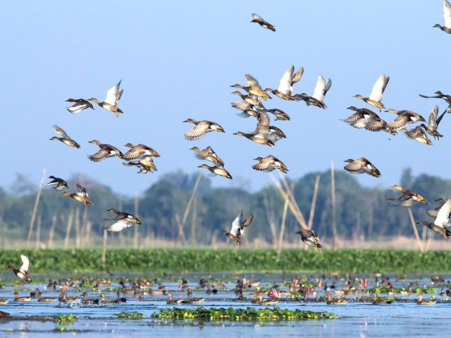 Maguri Beel