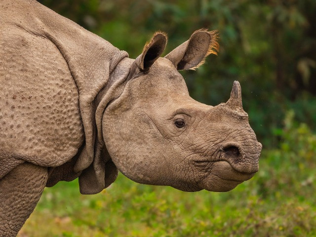 10 Things You Need To Know About The Indian Rhinoceros