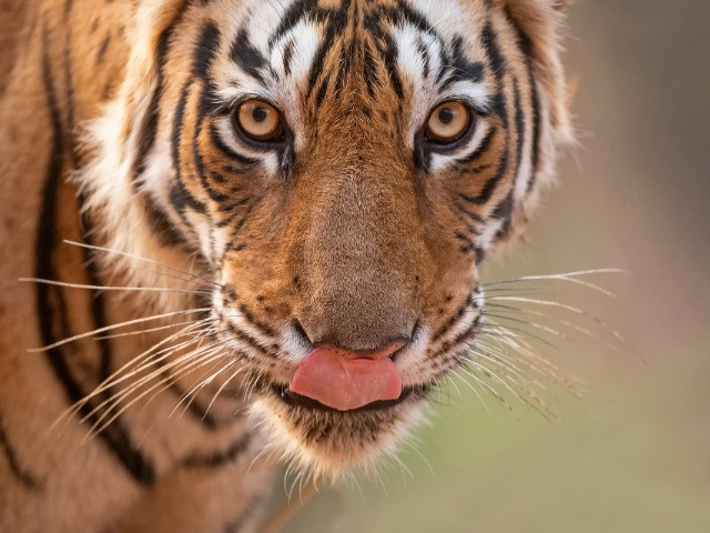 10 Things You Need To Know About Bengal Tigers