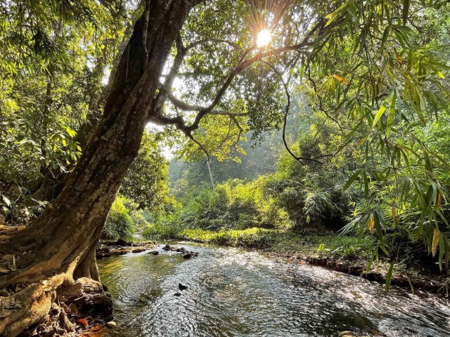 Caring For A Rainforest