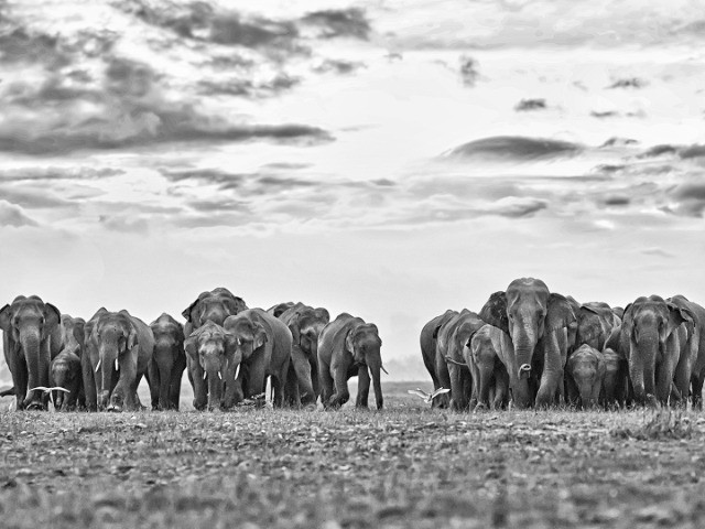 No Country For Elephants