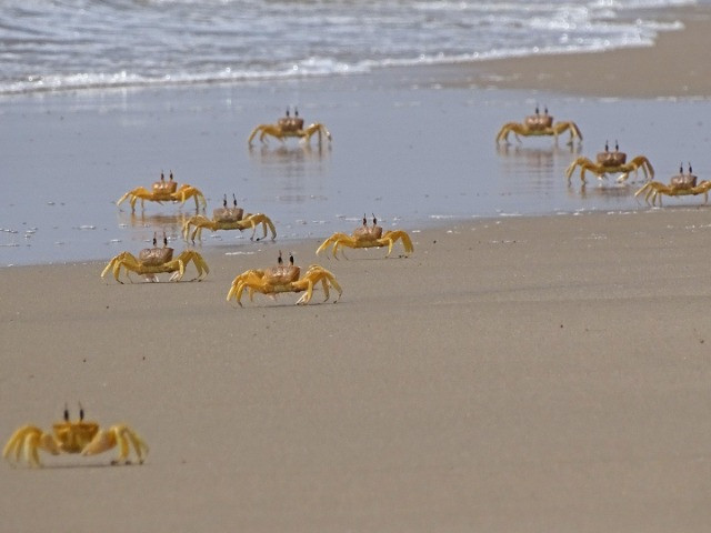 Take A Stroll On The Beach And Contribute To Science 