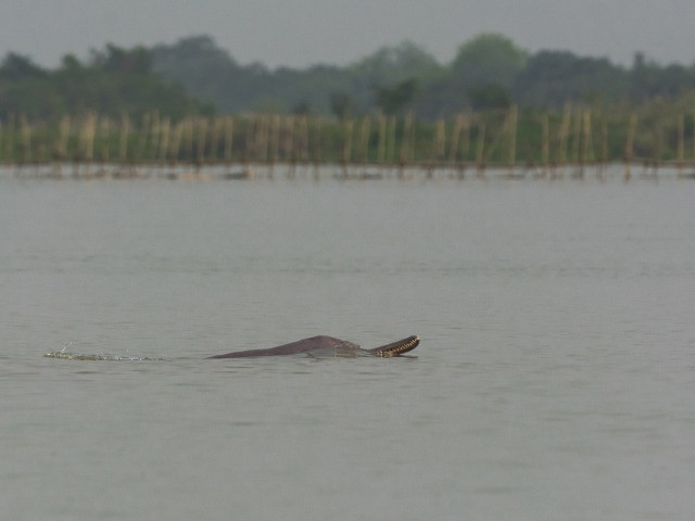 Why Are Gangetic River Dolphins Disappearing From Assam?