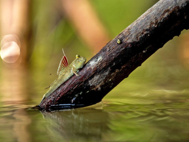 The Double-Life Of Mudskippers