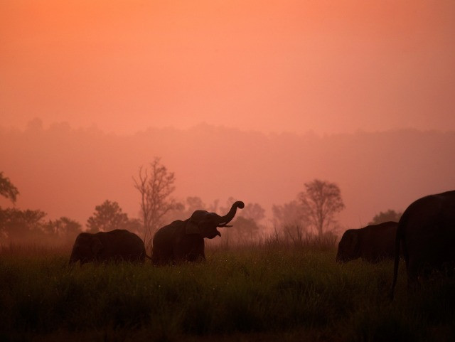 Wildlife Photography: The Art Behind The Craft