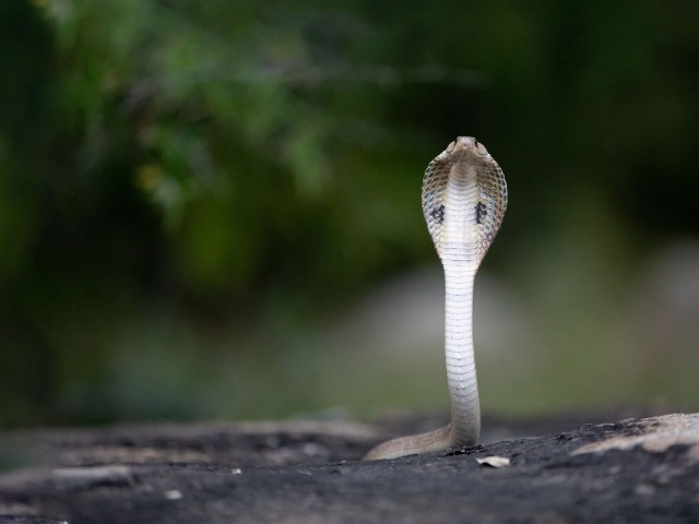 A Guide To Snakebite Mitigation And Management