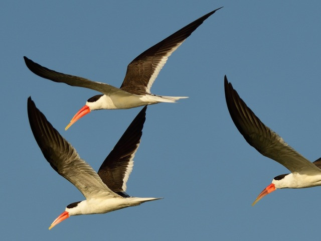 Birders Flock To The Forests Of Madhya Pradesh