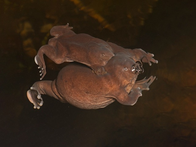Protecting The Mysterious Purple Frog