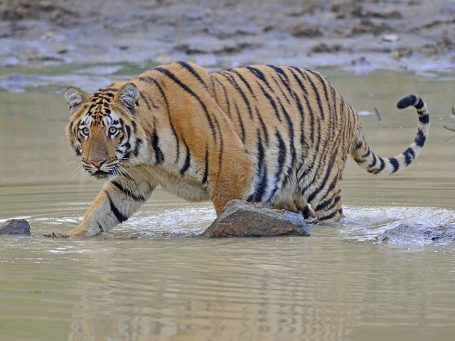 Snapshots From Tadoba